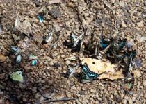 <p> <i>Graphium</i> swallowtails at the site shown in the previous picture. </p>